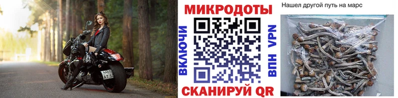 Псилоцибиновые грибы Cubensis  Вольск 